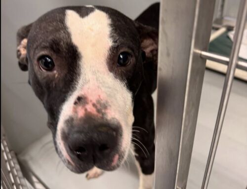 Nine Dogs Found on Medford Street in Charlestown — City Looking for Owner